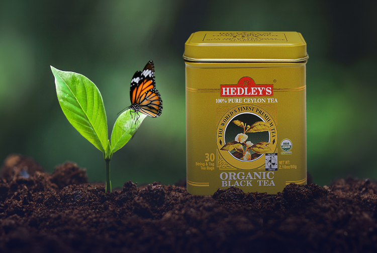 hedley Tea